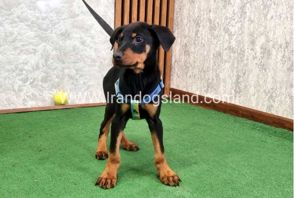 twlh-dwbrmn-doberman-150_7