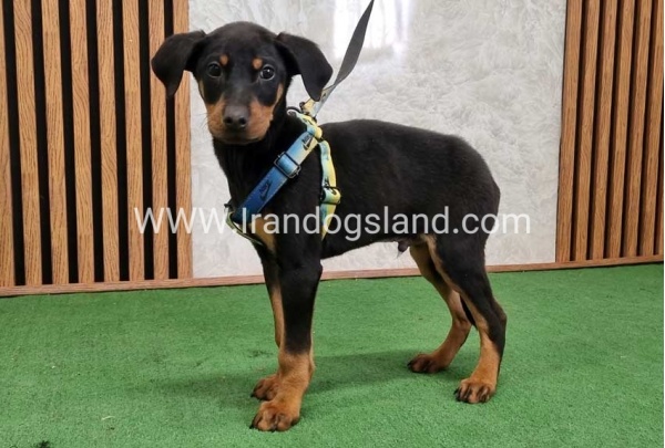 twlh-dwbrmn-doberman-150_8