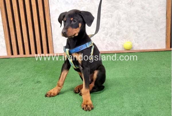 twlh-dwbrmn-doberman-150_9