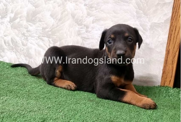 twlh-dwbrmn-doberman-151_1