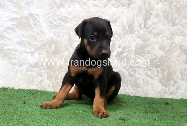 twlh-dwbrmn-doberman-151_2