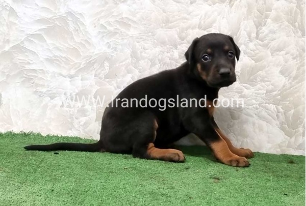 twlh-dwbrmn-doberman-151_3
