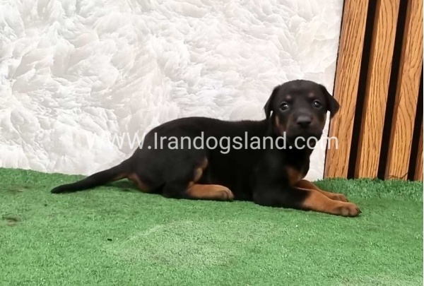 twlh-dwbrmn-doberman-151_4