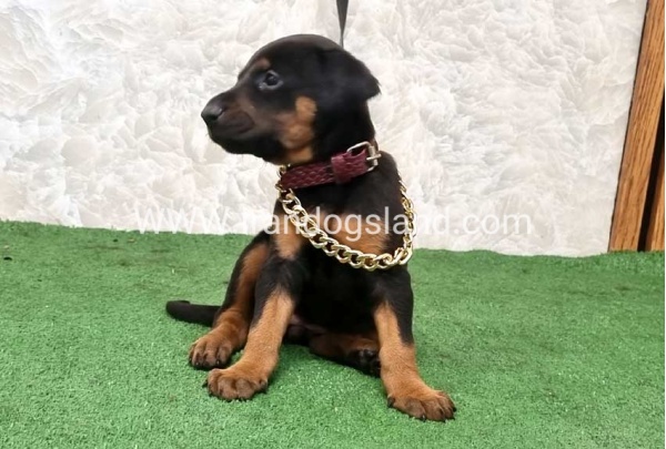 twlh-dwbrmn-doberman-151_5