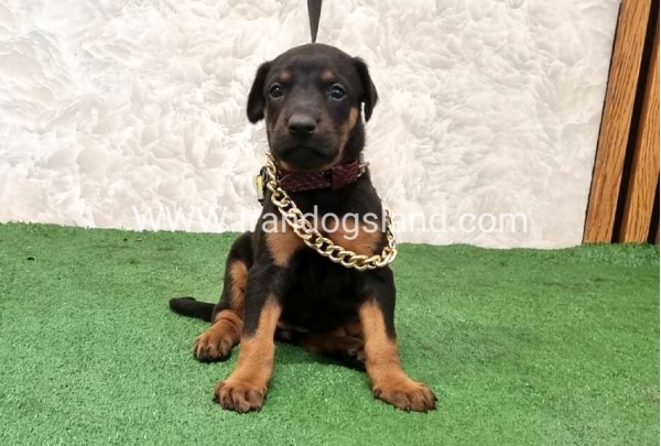 twlh-dwbrmn-doberman-151_6