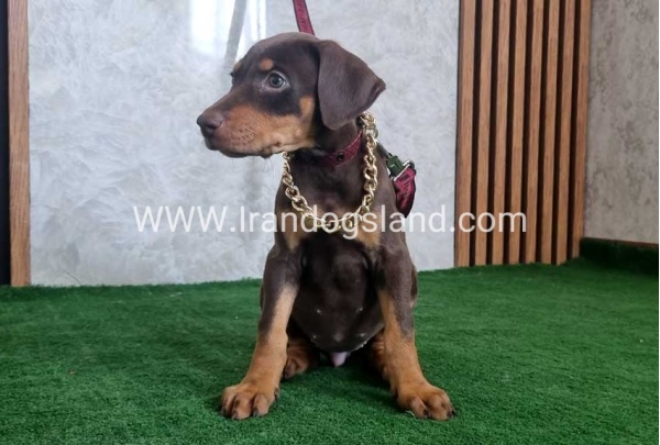 twlh-dwbrmn-doberman-154_1