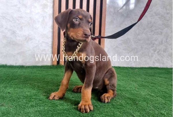 twlh-dwbrmn-doberman-154_2
