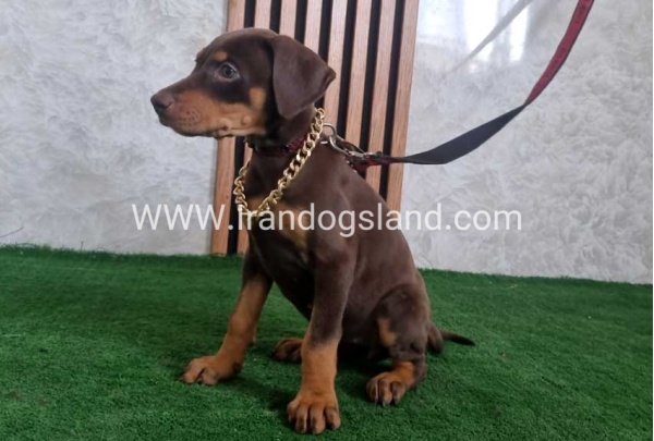 twlh-dwbrmn-doberman-154_3