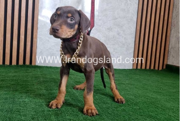 twlh-dwbrmn-doberman-154_4