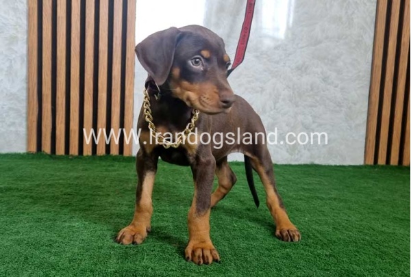twlh-dwbrmn-doberman-154_5