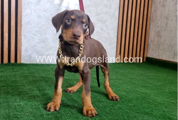 twlh-dwbrmn-doberman-154_6