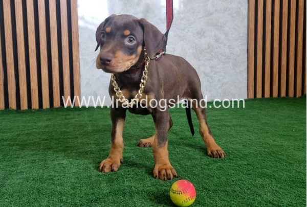 twlh-dwbrmn-doberman-154_7