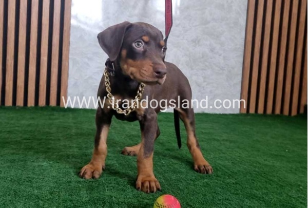 twlh-dwbrmn-doberman-154_8