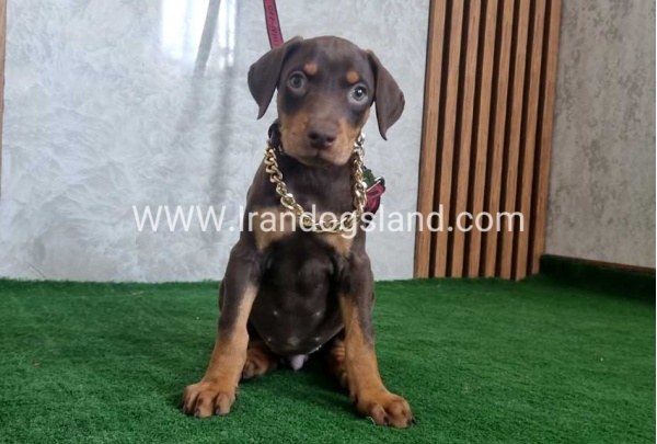 twlh-dwbrmn-doberman-154_9