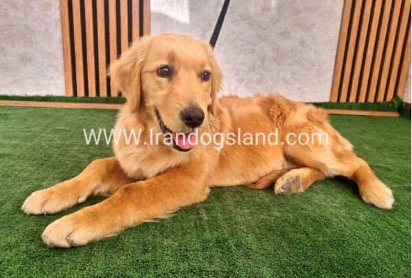 twlh-gldn-rtrywr-golde-retriwer-70_1
