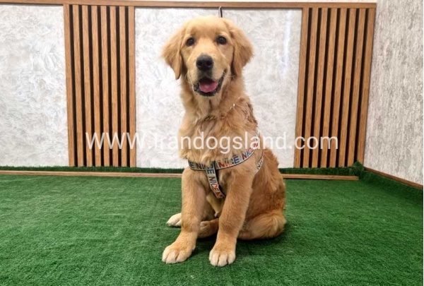 twlh-gldn-rtrywr-golde-retriwer-70_12
