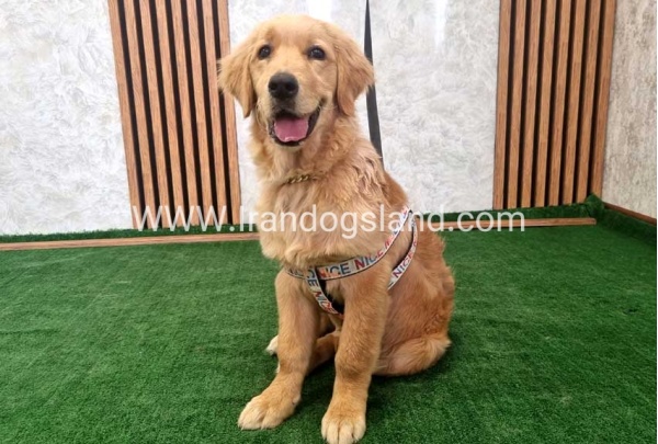 twlh-gldn-rtrywr-golde-retriwer-70_4