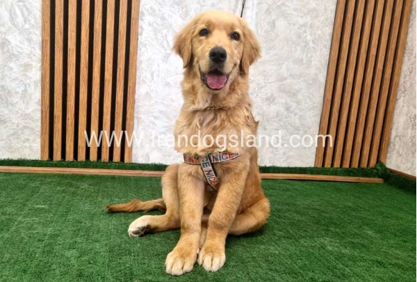 twlh-gldn-rtrywr-golde-retriwer-70_7
