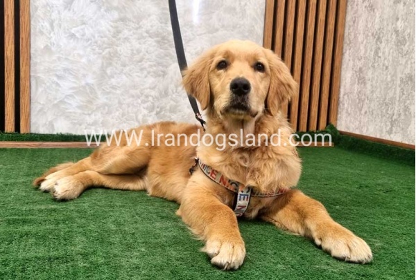 twlh-gldn-rtrywr-golde-retriwer-70_8