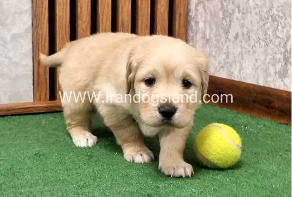 twlh-gldn-rtrywr-golde-retriwer-79_1