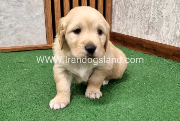 twlh-gldn-rtrywr-golde-retriwer-79_2