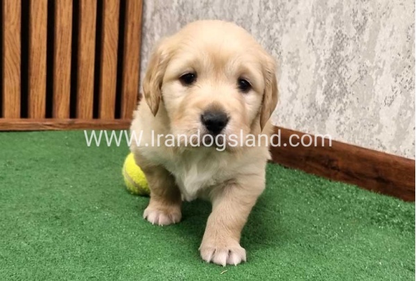 twlh-gldn-rtrywr-golde-retriwer-79_4