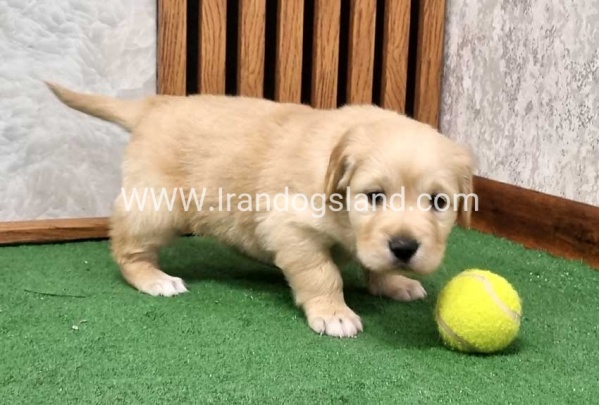 twlh-gldn-rtrywr-golde-retriwer-79_8