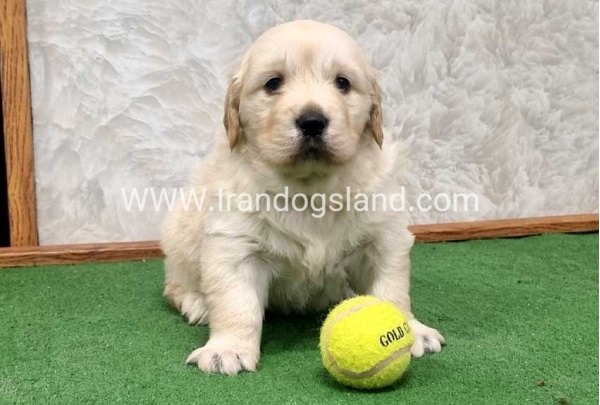 twlh-gldn-rtrywr-golde-retriwer-80_10