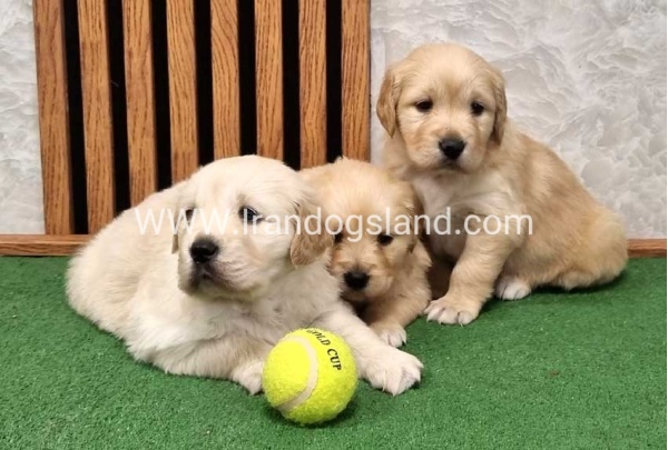 twlh-gldn-rtrywr-golde-retriwer-80_12_2052039546