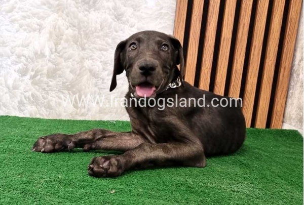 twlh-gryt-dyn-greatdane-173_2