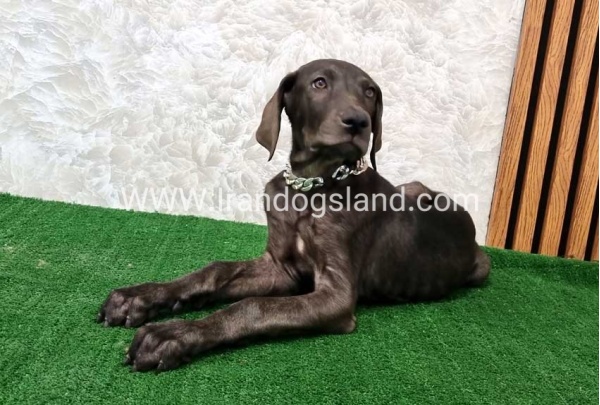 twlh-gryt-dyn-greatdane-173_4