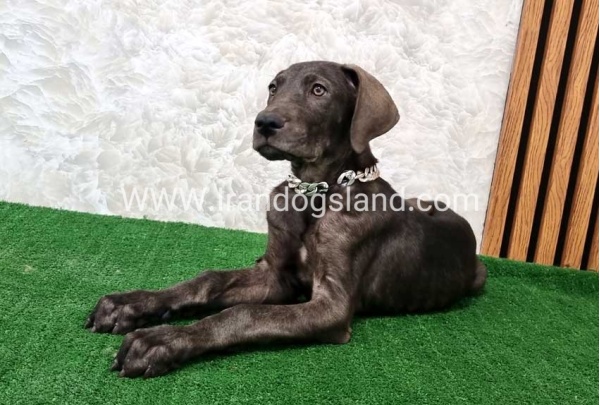 twlh-gryt-dyn-greatdane-173_5