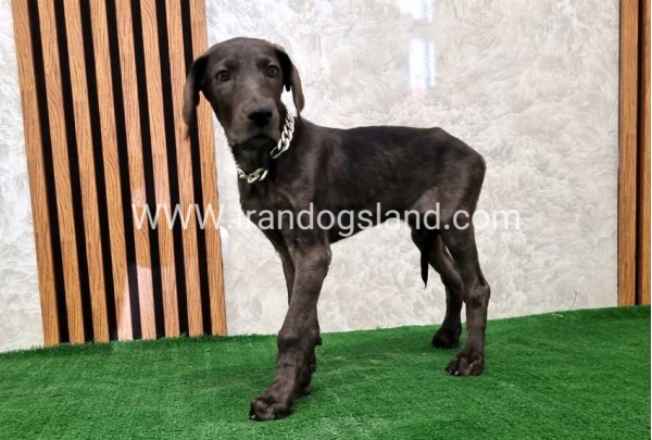 twlh-gryt-dyn-greatdane-173_6