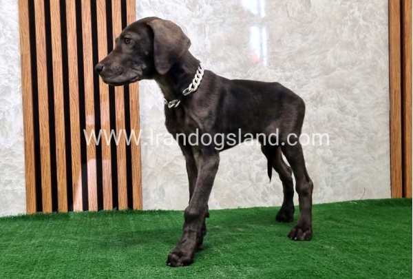 twlh-gryt-dyn-greatdane-173_7