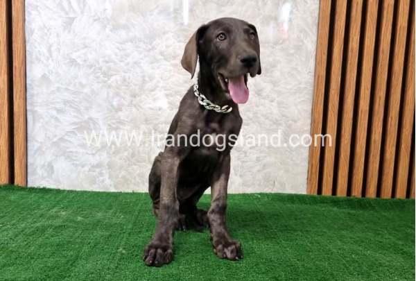 twlh-gryt-dyn-greatdane-173_8