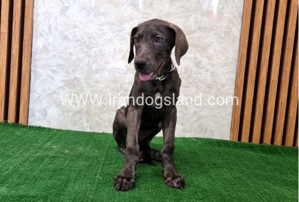 twlh-gryt-dyn-greatdane-173_9