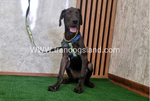 twlh-gryt-dyn-greatdane-176_1