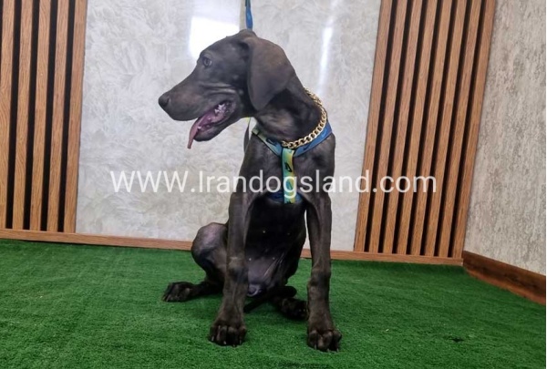 twlh-gryt-dyn-greatdane-176_2