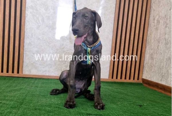 twlh-gryt-dyn-greatdane-176_3