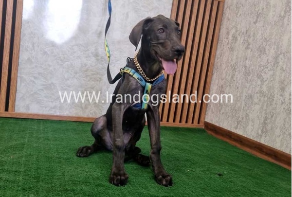 twlh-gryt-dyn-greatdane-176_4