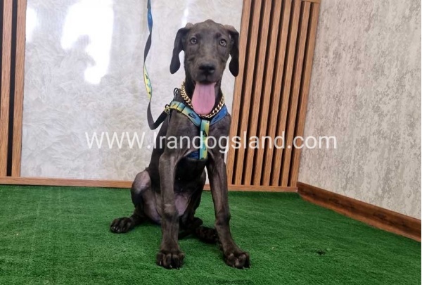 twlh-gryt-dyn-greatdane-176_5