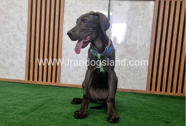 twlh-gryt-dyn-greatdane-176_6