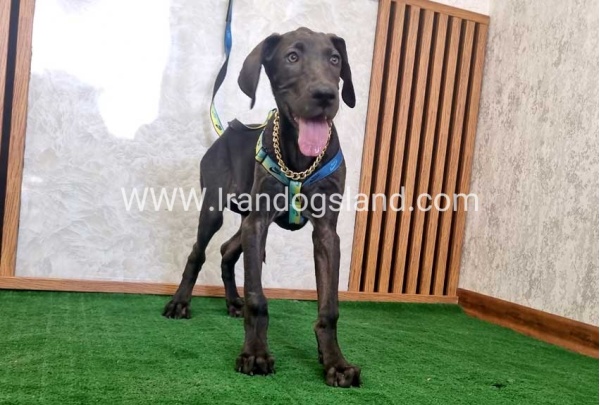 twlh-gryt-dyn-greatdane-176_7