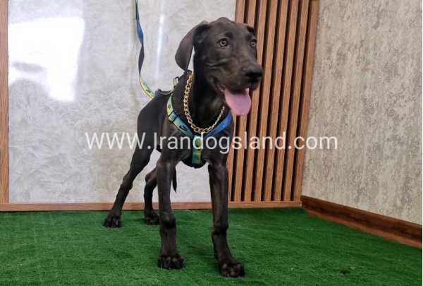 twlh-gryt-dyn-greatdane-176_8