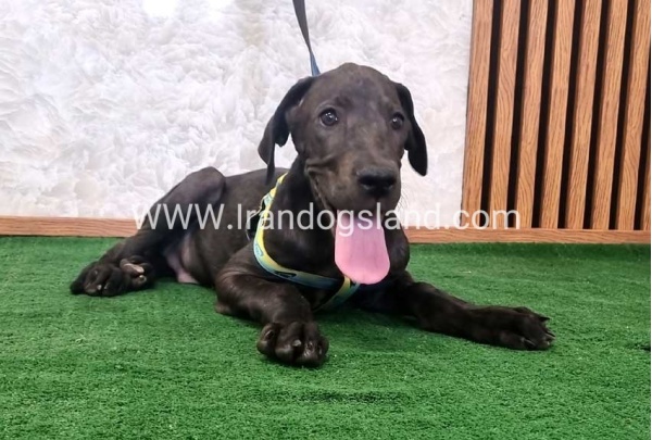 twlh-gryt-dyn-greatdane-177_2