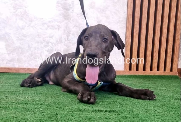 twlh-gryt-dyn-greatdane-177_3