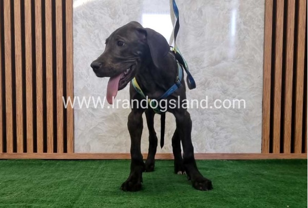 twlh-gryt-dyn-greatdane-177_4