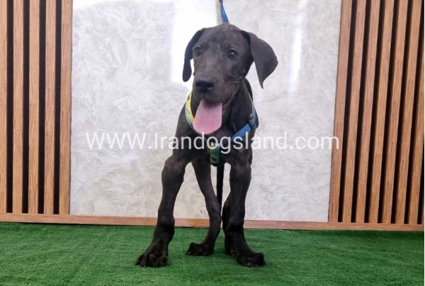 twlh-gryt-dyn-greatdane-177_5