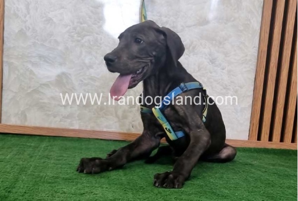 twlh-gryt-dyn-greatdane-177_6