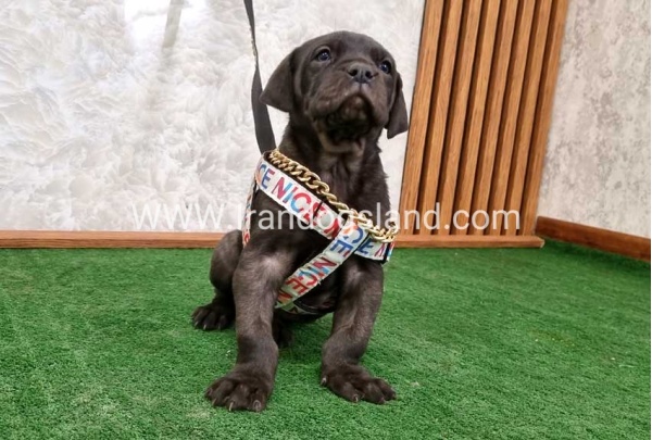 twlh-gryt-dyn-greatdane-178_4